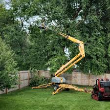 Best Tree Disease Treatment  in Victorville, CA